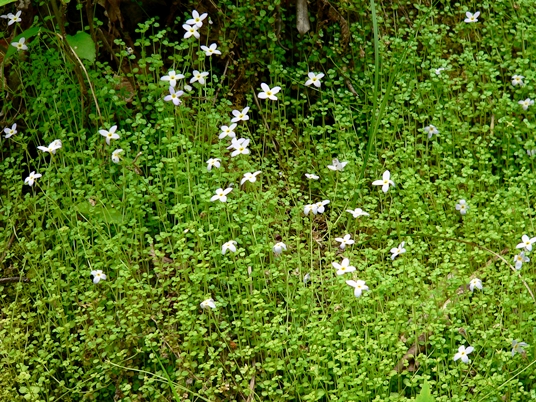 {Houstonia serpyllifolia}